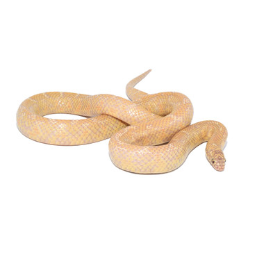 Lavander Florida King Snake